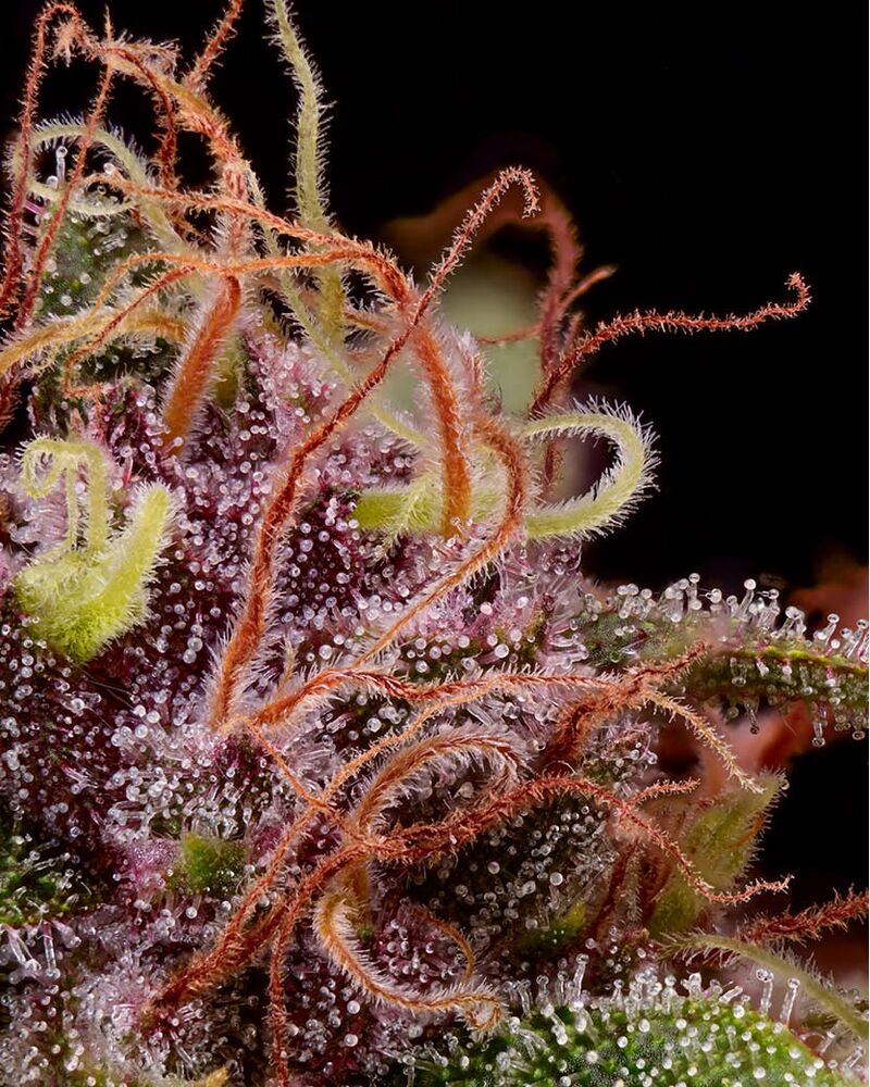 Amaretto Tarmac, Фасовка: 1, изображение 9